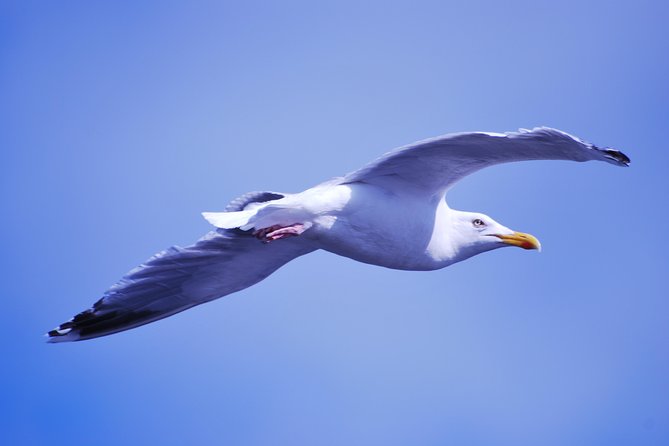 Small Group Tour Bird Watching in Unique Nature Reserve From Amsterdam - What to Bring