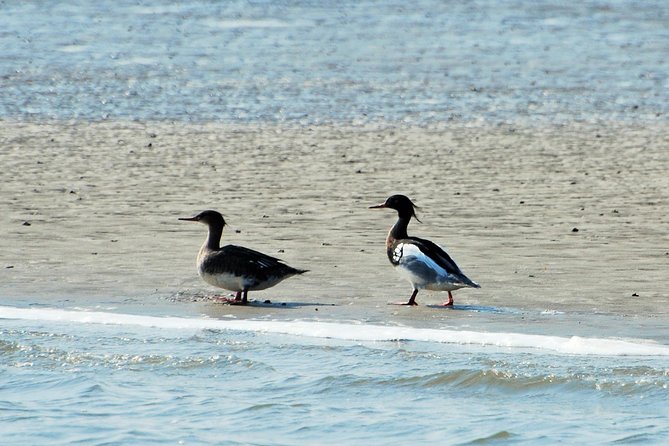 Small Group Tour Bird Watching in Unique Nature Reserve From Amsterdam - Booking Information