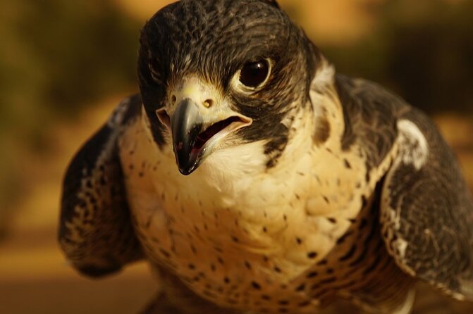 Small-Group Tour: Falcon 2—Dubai Falconry Safari - Exceptional Service