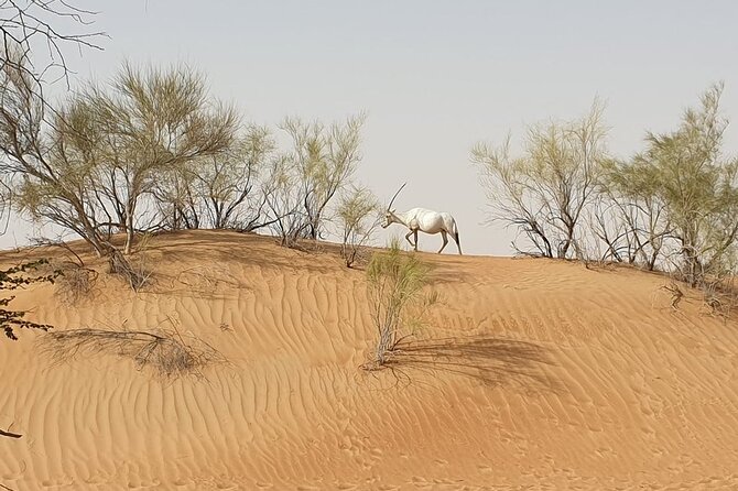 Small-Group Tour: Falcon 2—Dubai Falconry Safari - The Sum Up