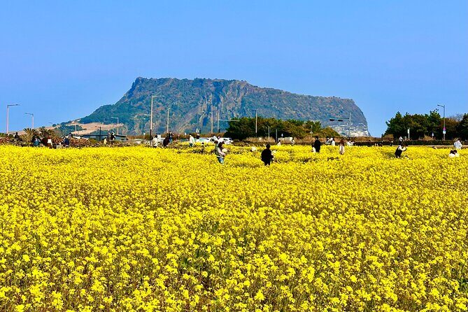 Small Group Tour for Jeju Autumn Snoopy Garden and Tangerine Cafe - A Closer Look at the Itinerary