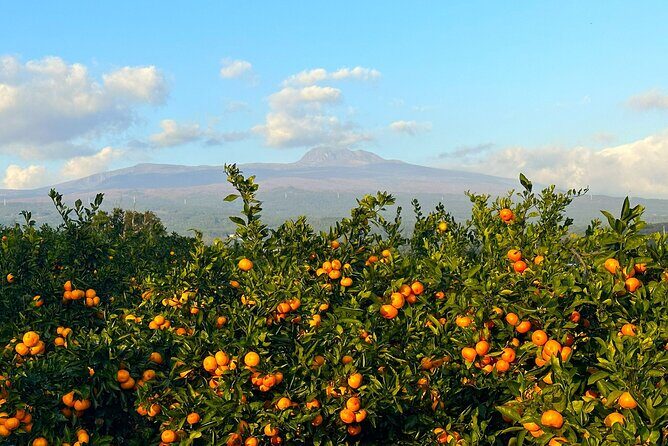 Small Group Tour for Jeju Fall Pink Muhly, Tangerines & Mt. Halla - The Value of This Tour