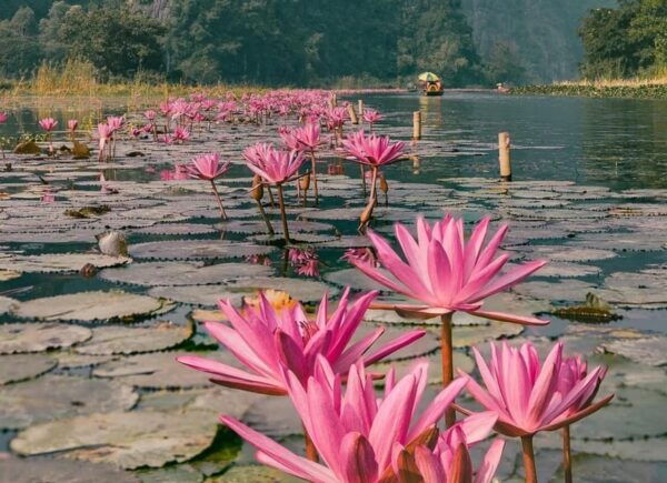 Small Group Tour From Hanoi: Hoa Lu -Tam Coc- Local Family - Booking and Cancellation Policy