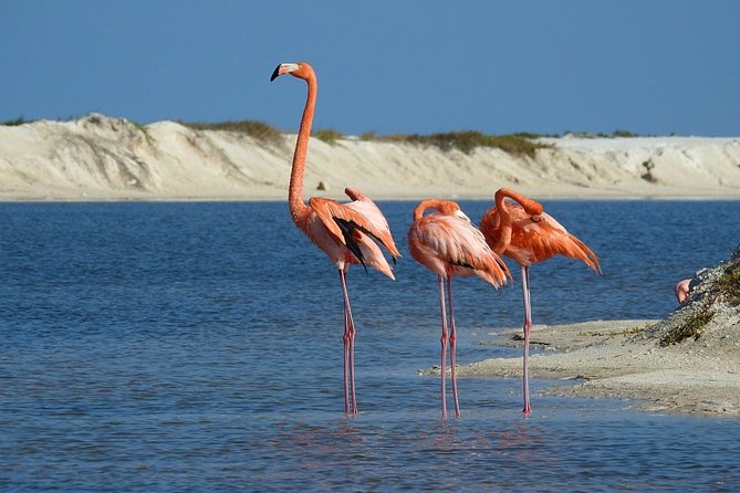 Small-Group Tour From Mérida to Chichén Itzá, Cenote and Lagoon  - Merida - Tour Highlights and Activities