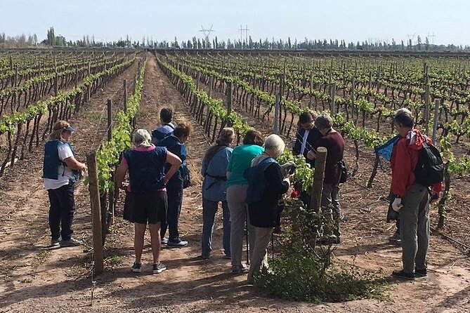 Small Group Tour in 2 Wineries in Luján De Cuyo or Maipú - Tour Details