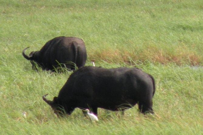Small Group Tour in the Zambezi National Park - Additional Information