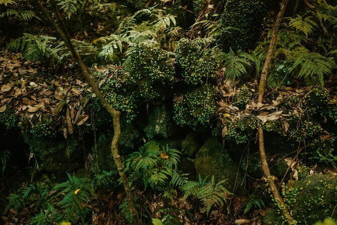 Small Group Tour in West Jeju Healing Island w/Caves & Dolphins - Good To Know