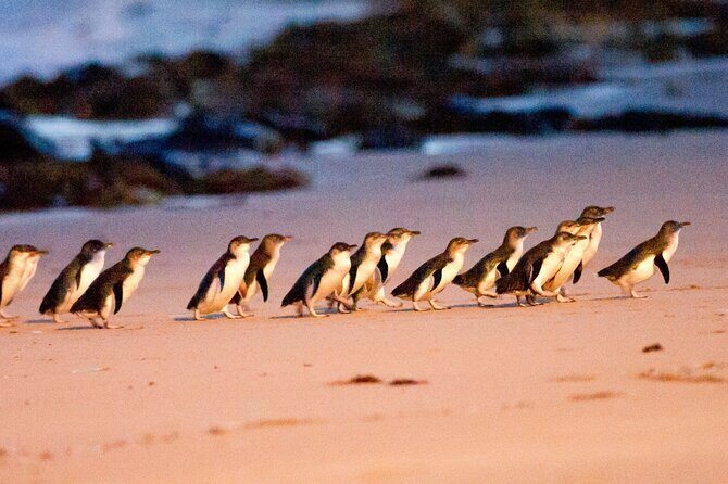 Small Group Tour of 2-7pax in Phillip Island & Churchill Island - Good To Know  