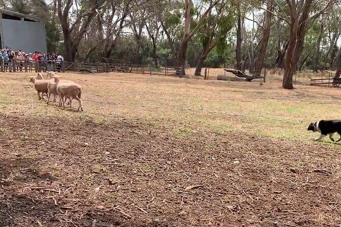 Small Group Tour of 2-7pax in Phillip Island & Churchill Island - Phillip Island Nature Parks Penguin Parade (2 hours)  