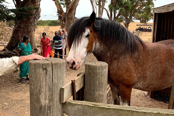 Small Group Tour of 2-7pax in Phillip Island & Churchill Island - The Pros and Cons: What Travelers Say  