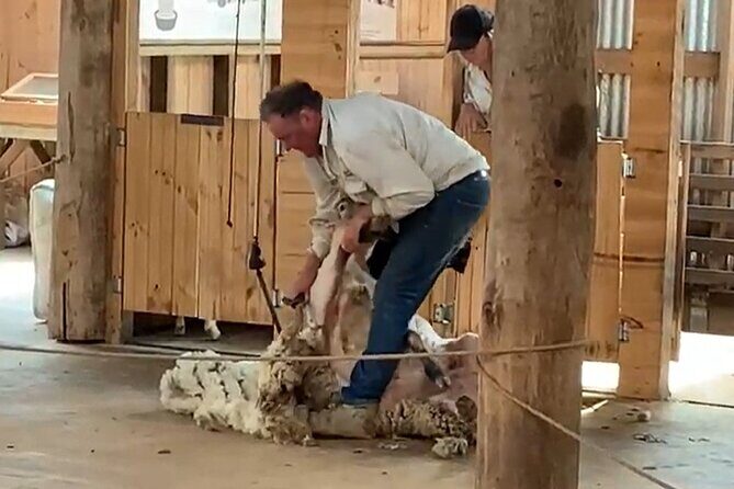 Small Group Tour of 2-7pax in Phillip Island & Churchill Island - Who Is This Tour Best For?  