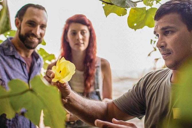 Small-Group Tour of the Daintree With an Aboriginal Guide  - Port Douglas - Reviews