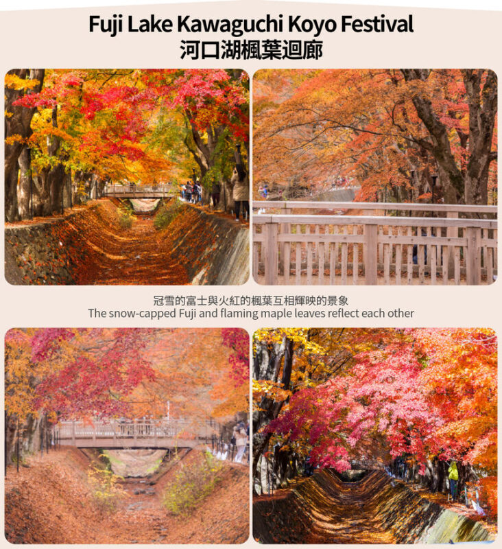 Small Group Tour of Tokyo, Mount Fuji, and Lake Yamanaka (including cycling) - What the price buys, and what it may not
