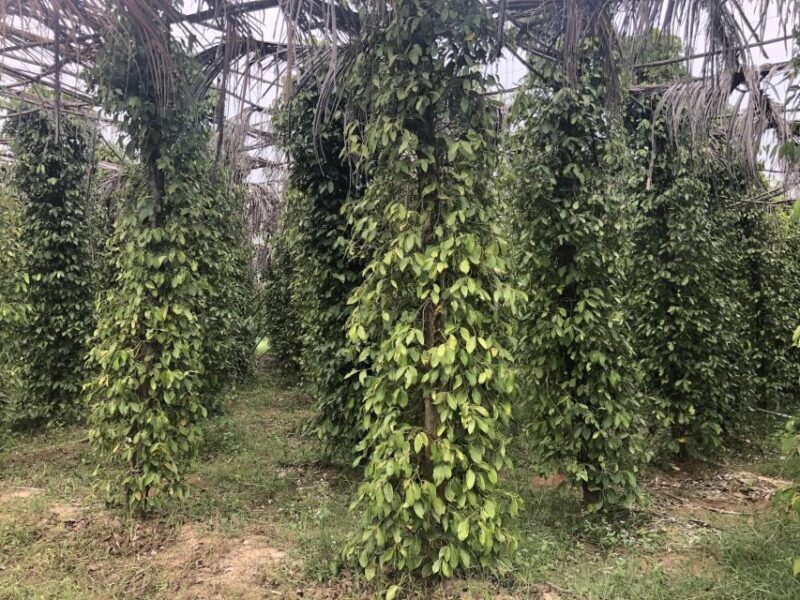 Small Group Tour: One Day Phnom Penh to Kampot & Kep - FAQ