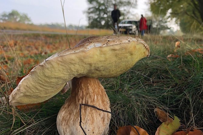 Small Group Tour to NP Hoge Veluwe (Van Gogh) From Amsterdam - Common Questions