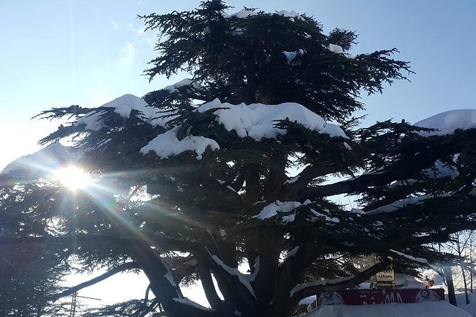 Small Group Tours From to Baalbek, Cedars and Qozhaya With Lunch and All Fees - Pickup and Logistics