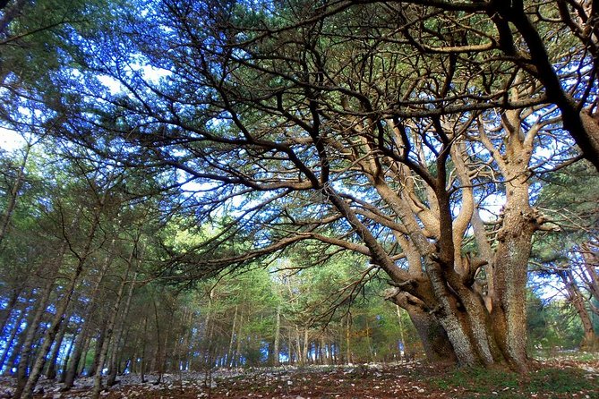 Small Group Tours From to Baalbek, Cedars and Qozhaya With Lunch and All Fees - Customer Reviews