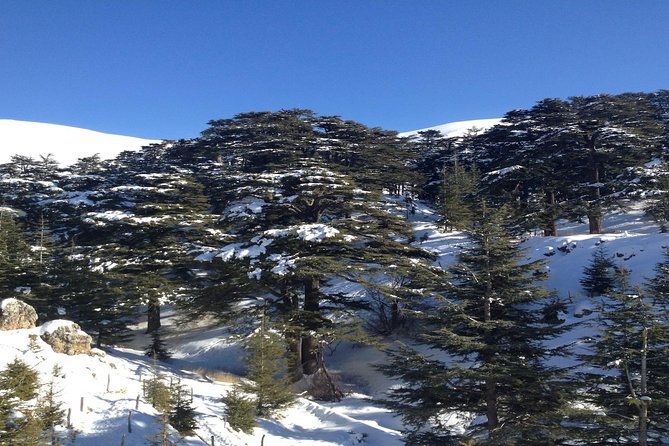 Small Group Tours to Qadisha Valley, Bcharre and Cedars With Lunch and All Fees - Pickup Details and Tour Operator