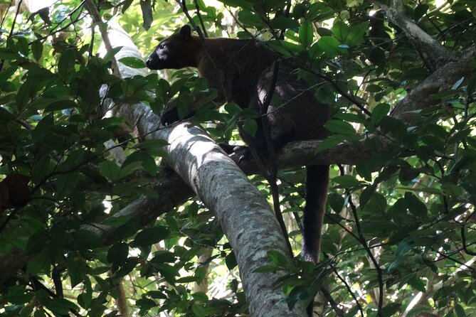 Small-Group Trekking Experience in Daintree National Park - Overview of Daintree National Park