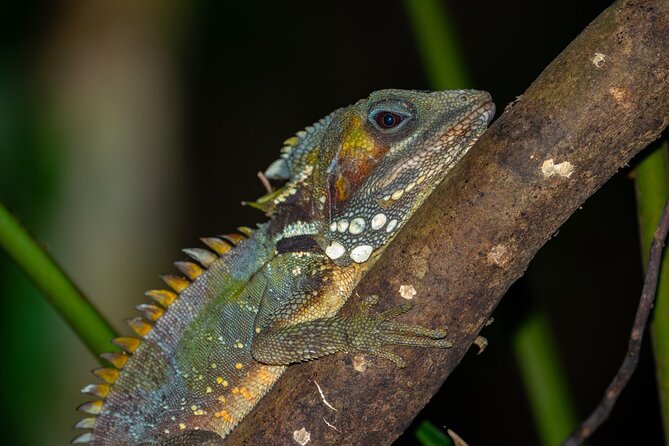 Small-Group Trekking Experience in Daintree National Park - Meeting and Pickup Information