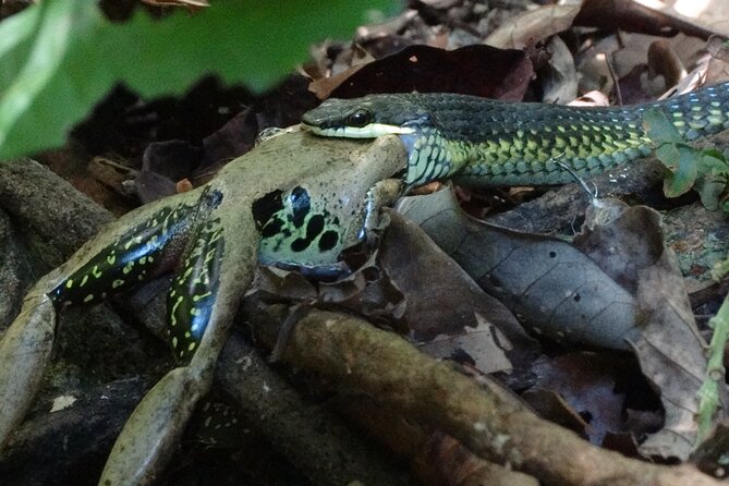 Small-Group Trekking Experience in Daintree National Park - Expectations and Benefits of the Tour