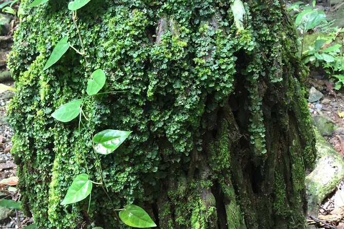 Small-Group Trekking Experience in Daintree National Park - Common Questions