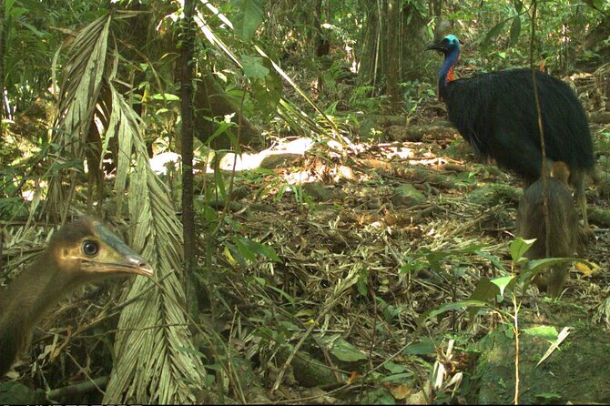 Small-Group Trekking Experience in Daintree National Park - The Sum Up