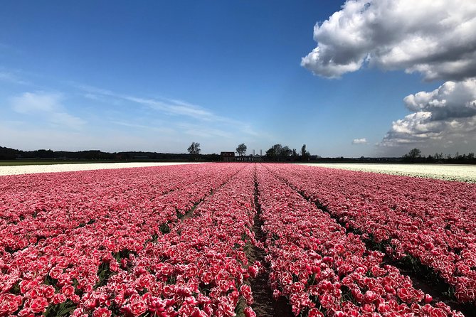 Small Group Tulip and Spring Flower Fields Bike Tour - Tour Details