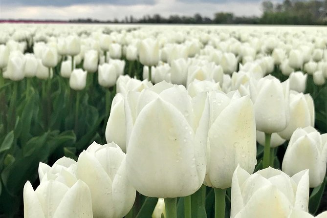 Small Group Tulip and Spring Flower Fields Bike Tour - Additional Information