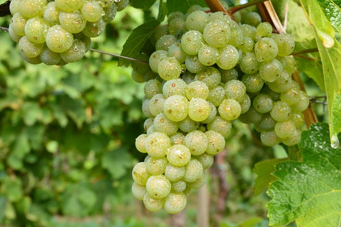Small-Group Walking Through Wineries Tour, Mosel Valley  - Germany - Additional Information