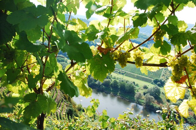 Small-Group Walking Through Wineries Tour, Mosel Valley  - Germany - The Sum Up