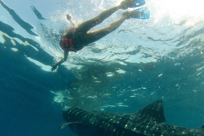 Small-Group Whale Shark and Snorkeling Tour From Cancun - Pricing and Guarantee
