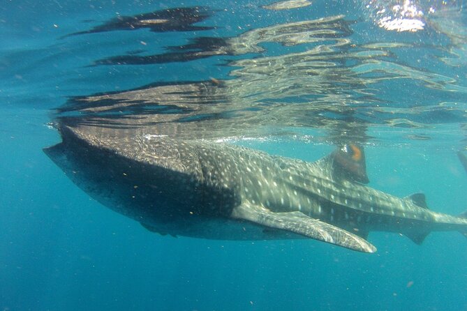 Small-Group Whale Shark and Snorkeling Tour From Cancun - Booking Process
