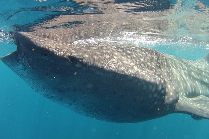 Small-Group Whale Shark and Snorkeling Tour From Cancun - Availability Check