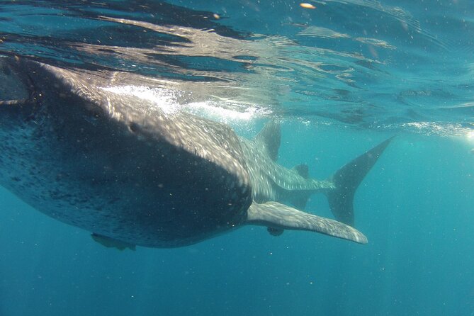 Small-Group Whale Shark and Snorkeling Tour From Cancun - Payment Options