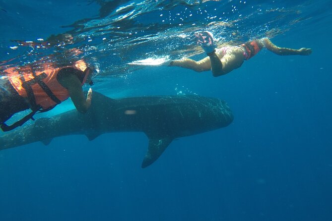 Small-Group Whale Shark and Snorkeling Tour From Cancun - Cancellation and Refund Policy