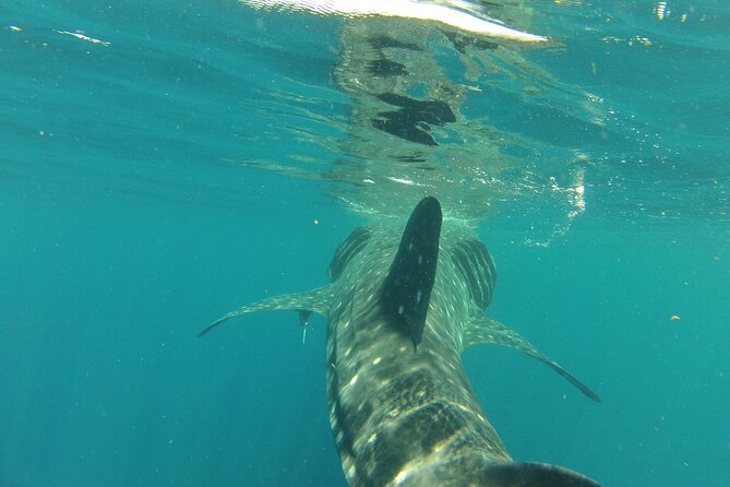 Small-Group Whale Shark and Snorkeling Tour From Cancun - Common Questions