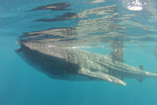 Small-Group Whale Shark and Snorkeling Tour From Cancun - The Sum Up