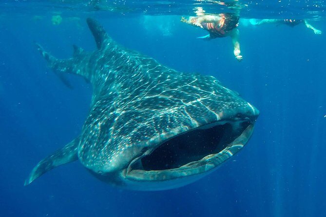 Small Group Whale Shark Encounter - 10 years in business - Good To Know