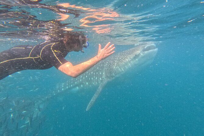Small group whale shark experiences in La Paz - Small Group Whale Shark Experiences in La Paz