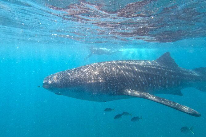 Small group whale shark experiences in La Paz - Good To Know