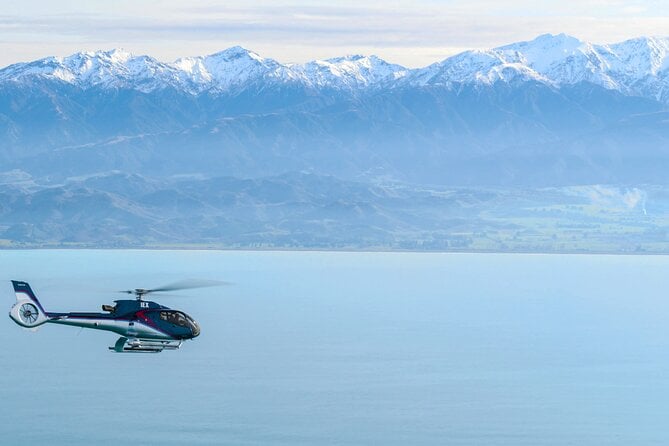 Small-Group Whale-Watching Flight: Kaikoura From Christchurch - The Attraction: Whale Watching at Kaikoura