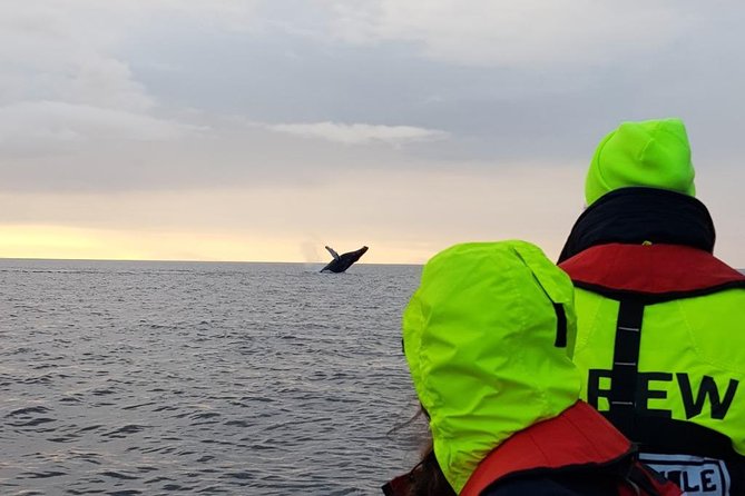Small-Group Whale Watching in the Midnight Sun From Reykjavík - Inclusions