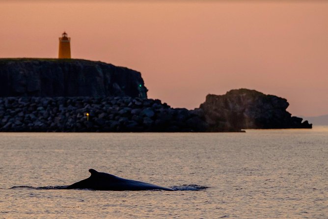 Small-Group Whale Watching in the Midnight Sun From Reykjavík - How to Book