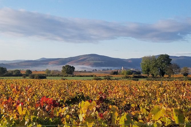Small-Group Wine and Cheese Tasting in Villié-Morgon  - Lyon - Traveler Photos