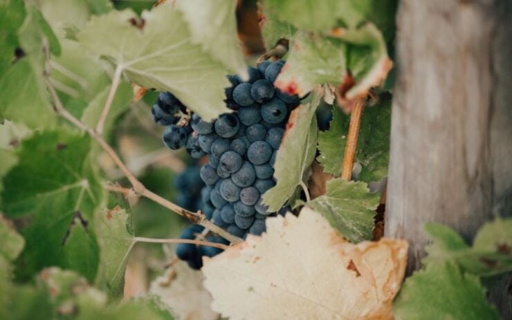 Small Group Wine Tour From Saint-Tropez - Tour Details