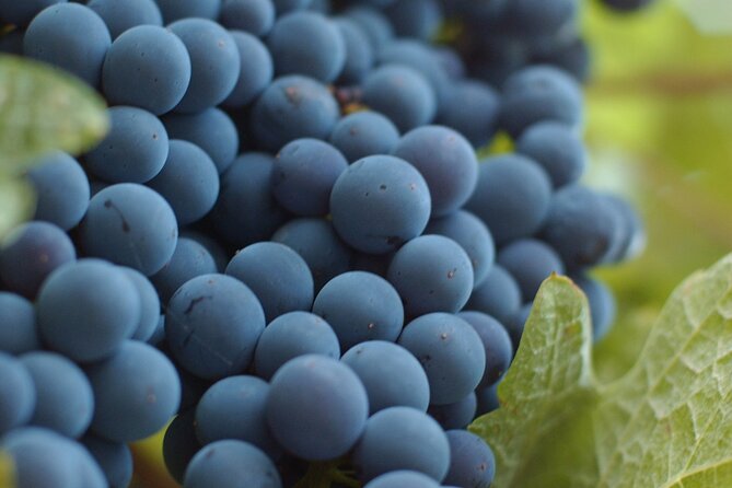 Small-Group Wineries Tour of Lake Country, Okanagan Valley  - Kelowna & Okanagan Valley - Common Questions