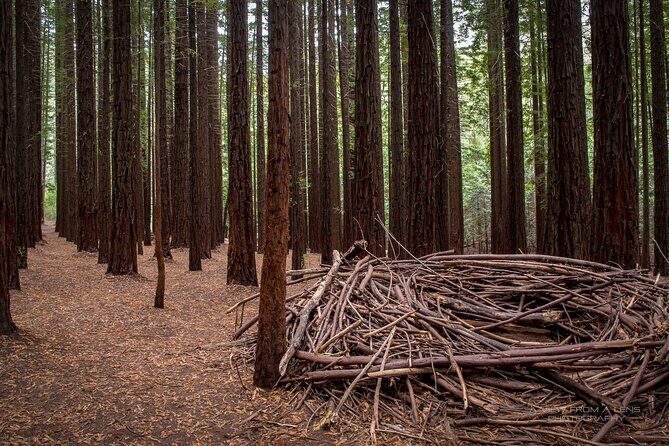 Small Group Yarra Valley: Redwoods Forest & Premium Wine Tour - Good To Know