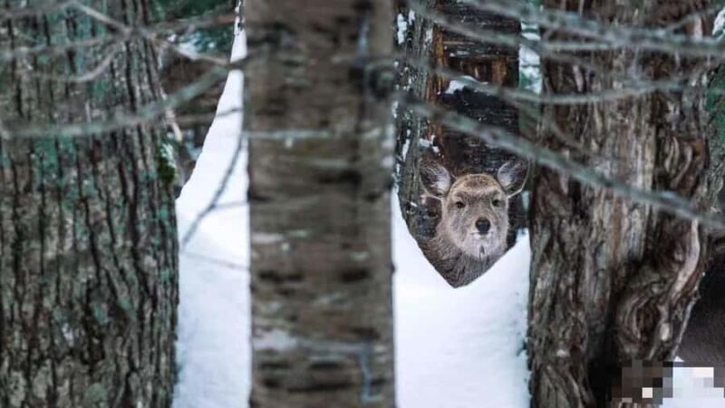 Small GroupA 4-day exploration of Eastern Hokkaido - FAQ