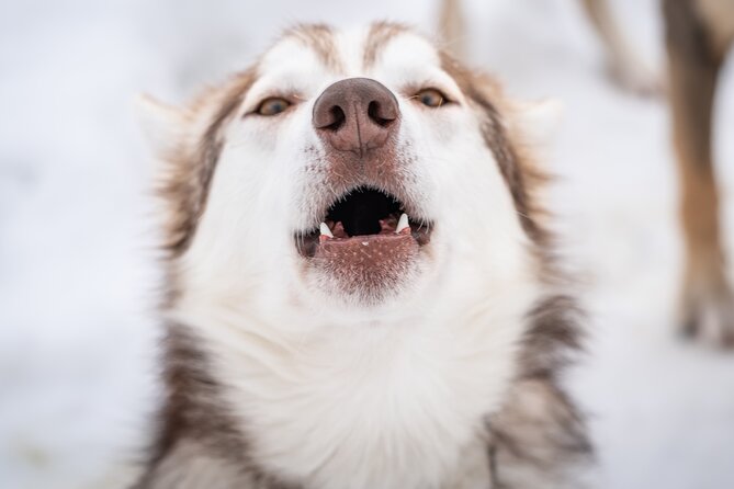 Small-Scale Husky Sledding off the Beaten Track - Understanding the Cancellation Policy